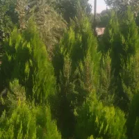 استخدام دو نفر نیروی کار