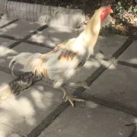 فروش یک عدد خروس لاری