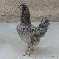 مرغ گلین طوسی