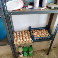 تخمرغ محلی نطفه دار