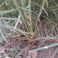 چند عدد نخل|گل و گیاه طبیعی|شوشتر, |دیوار