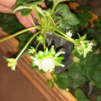 نشا گلدانی توتفرنگی|گل و گیاه طبیعی|شیراز, دانشکده کشاورزی دانشگاه شیراز|دیوار