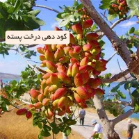 مشاوره تخصصی کودهای ارگانیک