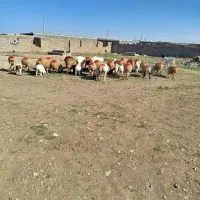 میش زاییده|حیوانات مزرعه|زیرکوه, |دیوار