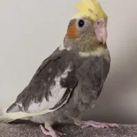 جوجه عروس هلندی