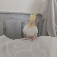 عروس هلندی|پرنده|سبزوار, توحیدشهر|دیوار