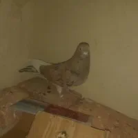 دوتا کفتر  سرور