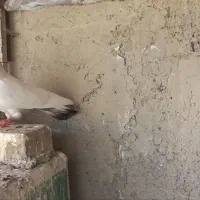 کفتر تهرونی پرشی