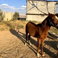 فروش اسب مادیون