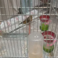 سهره قناری معاوضه با سهره دارم