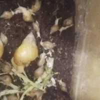 ۳۵ تا حلزون دوماه نیمه