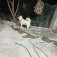 سگ پامر روباهی|سگ|جیرفت, |دیوار