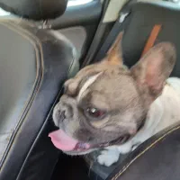 فرنج وارداتی