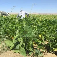 نیرو برای جمع  کردن سیب زمینی