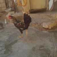 خروس لری اصل