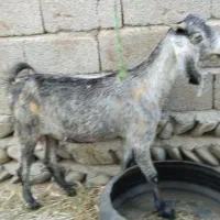 فروش چند راس بز ماده|حیوانات مزرعه|قصرقند, |دیوار
