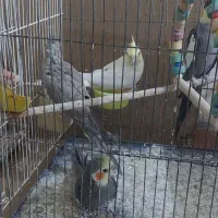 عروس هلندی|پرنده|مشهد, فرهنگ|دیوار