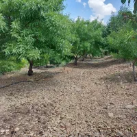 باغ کشاورزی فدک بادام