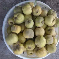 فروش به محلی ترش و خوش طعم وعطر با کیفیت