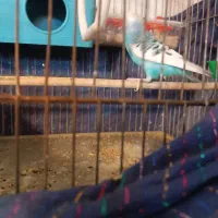 جفت مرغ عشق مولد تخم گزار|پرنده|تهران, نعمتآباد|دیوار