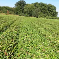 نشاتوت فرنگی