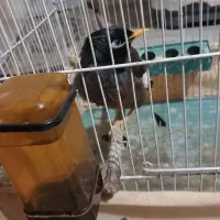 مرغ مینا ۲ساله