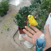 مرغ عشق بفروش می‌رسد