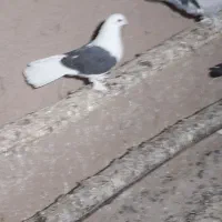 کبوتر اصفهانی|پرنده|خمینی‌شهر, |دیوار