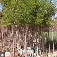 نهال نهالستان درخت گل گرمسیری سردسیری بدون واسطه|خدمات باغبانی و درختکاری|قم, تعویض پلاک|دیوار
