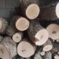 برش. قطع وحرس کاری همه نو درخت تر و خشگ