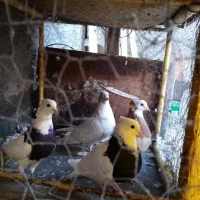 سار طوقی موشی ساده ابلغ