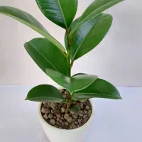 اینجا گلخونه اریکاست|گل و گیاه طبیعی|بجنورد, |دیوار