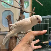 راهب البینو سفید کاملا رام