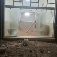 اجاره مغازه تجاری مناسب برای آرایشگاه زنانه|اجارهٔ مغازه و غرفه|تربت جام, باغ سنگان سفلی|دیوار