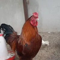مرغ وخروس محلی