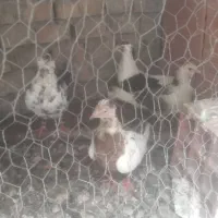 ۴ عدد کبوتر تکپر و یه دورگ