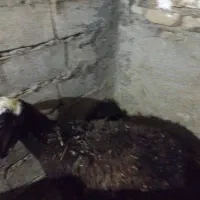 میش بره|حیوانات مزرعه|نورآباد, |دیوار