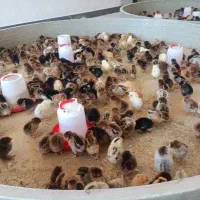 فروش جوجه محلی اصلاح شده جزئی و عمده