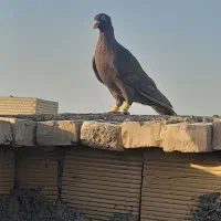 سلام کبوتر شرت دور بیا دورش میدم بعد ببر|پرنده|اهواز, زیتون کارگری|دیوار