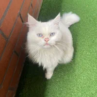 گربه بریتیچ ۸ ماهه سفید نژاد اصلی