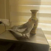 عروس هلندی رام|پرنده|اردبیل, |دیوار