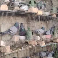 پرورش فروش کبوتر سبز انزیمیت دارو خارجی ارزن گندم|پرنده|تهران, خلیج فارس|دیوار