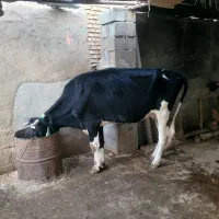 فروش گاو وگوساله