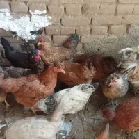 خروس رسمی|حیوانات مزرعه|قلقل رود, |دیوار