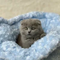 گربه اسکاتیش و بریتیش با رنگ بلو