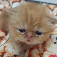 واگذاری غ ی ر رایگان