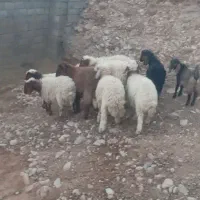 فروش‌بره‌سفید‌وپروار‌‌دوبری|حیوانات مزرعه|آبدانان, |دیوار
