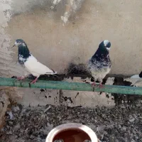 کبوتر، تیدی