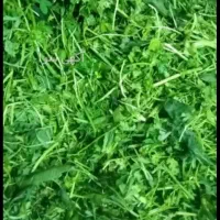 پاک کردن انواع سبزی|خوردنی و آشامیدنی|اهواز, معین زاده|دیوار