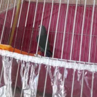 کوتوله نر و جفت عروس هلندی به شرط